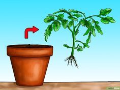 Tomaten hängend züchten #tomatenzüchten