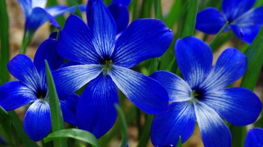 Blue Flowers Names And Pictures Cyanocrocus Chilean Blue Flowers Names And Pictures Cyanocrocus Chilean Crocus Species Profile From Kew