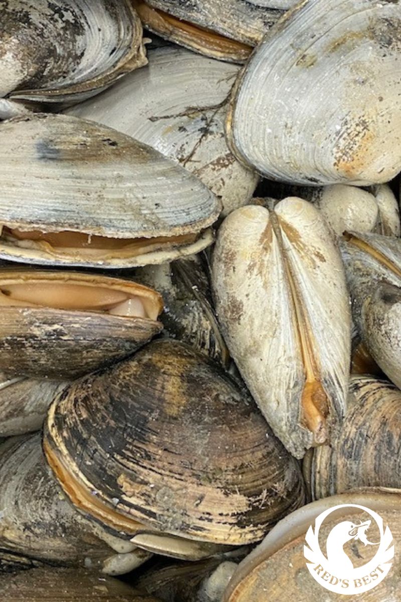 Surf clam Red's Best in 2021 Clams, Little neck clams Surf clam Red's Best in 2021 Clams, Little neck clams