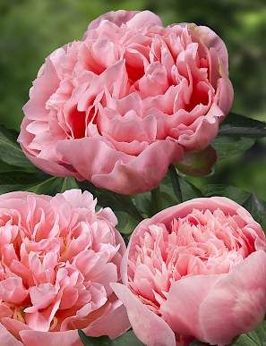 Etched Salmon One Of The Most Perfectly Shaped Double Peony Flowers Are Beautiful Salmon Pink Colored Flower Is Nice Smelling Blooms With Large Perfect Symmetry