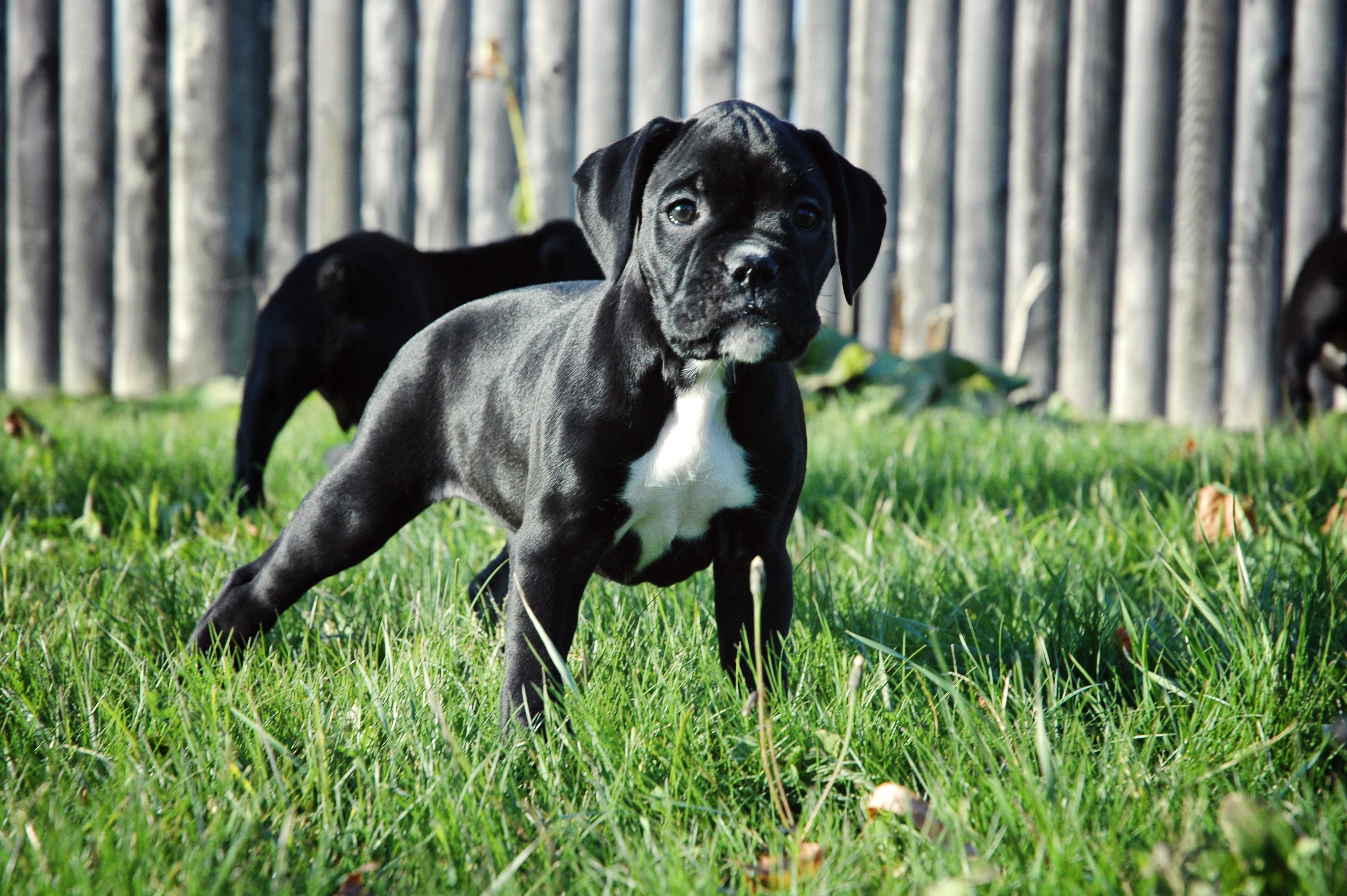Sealed Boxers Boxer Love Wiggle Boxers Pitbulls Dogs Animals Sealed Boxers Boxer Love Wiggle Boxers Pitbulls Dogs Animals