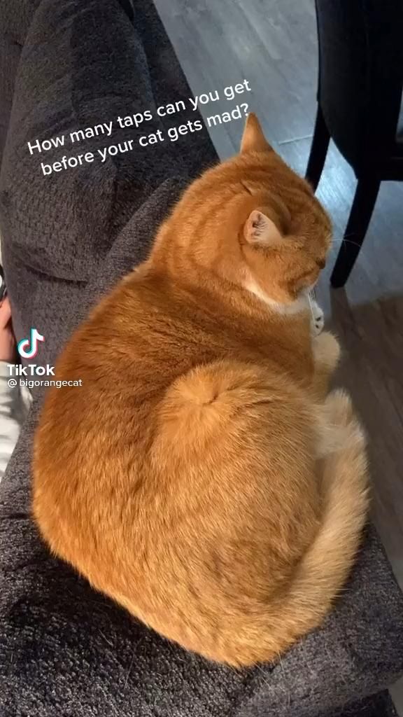 Netflix And Nap Video Cute Funny Animals Funny Animals Funny Animal Memes