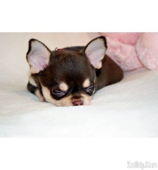 Chihuahua Puppies For Sale In V Chihuahua Puppies For Sale In Va