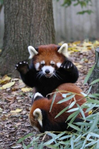 Panda Attack Animals Beautiful Red Panda Cute Animals Panda Attack Animals Beautiful Red Panda Cute Animals