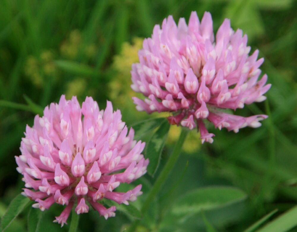 clover with purple flowers clover with purple flowers