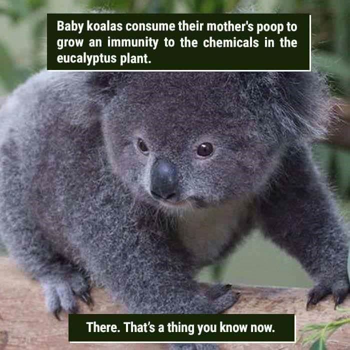 39 Freaky Animal Facts That Are Probably New To You | Funny animal