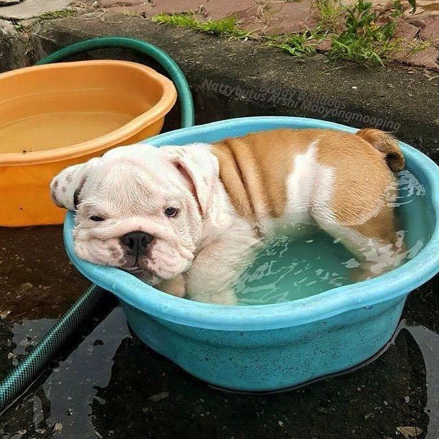 Pin By Karina On Cuties Cute Baby Animals Bulldog Puppies Bulldog