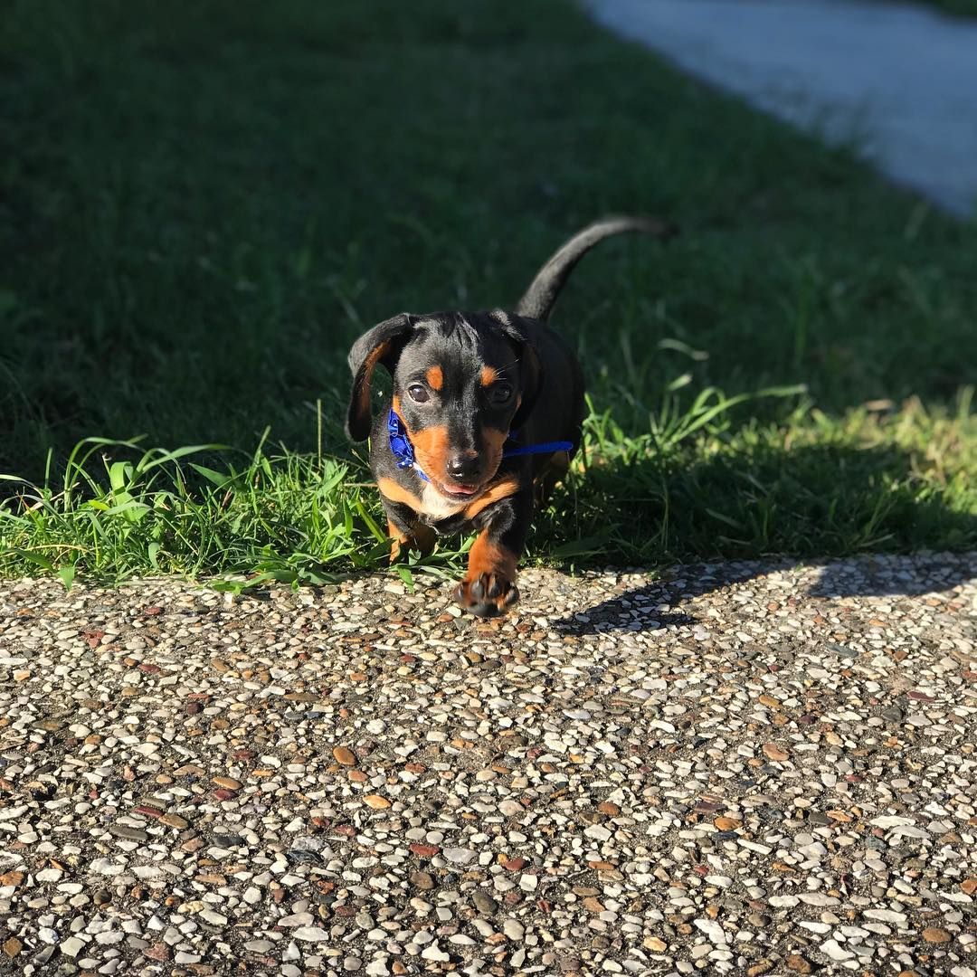 Dachshund Products Apparel And Gifts Cute Dachshunds Dogs