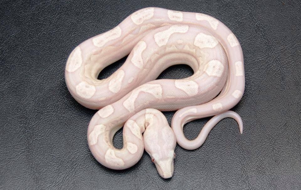 Snow Motley Boa Constrictor. Produced by Perfect Predators | Reptile room, Corn ...