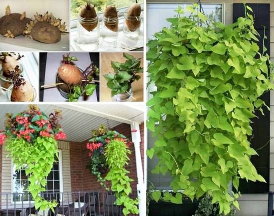 How To Grow An Old Fashioned Sweet Potato Vine Pretty Houseplant How To Grow An Old Fashioned Sweet Potato Vine Pretty Houseplant