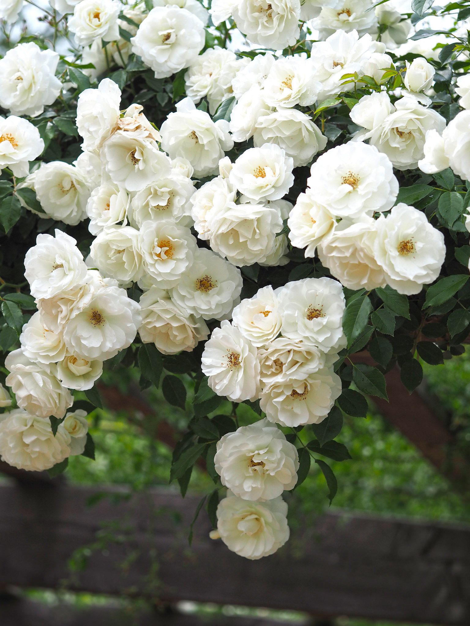 Rose Iceberg Climbing バラ つる アイスバーグ Rose Garden Landscape Iceberg Climbing Rose Beautiful Roses Rose Iceberg Climbing バラ つる アイスバーグ Rose Garden Landscape Iceberg Climbing Rose Beautiful Roses