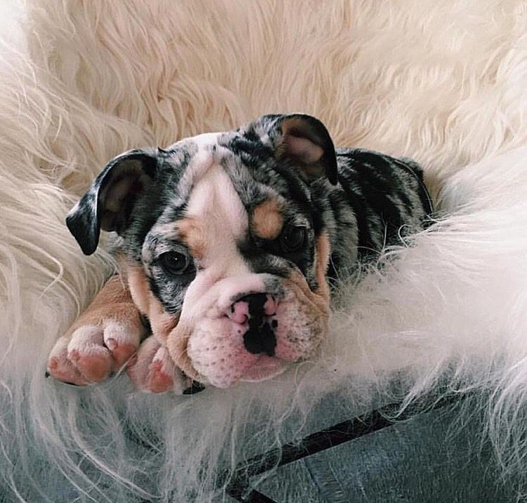 Oreo Puppy English Bulldog Puppies Bulldog Puppies Puppies