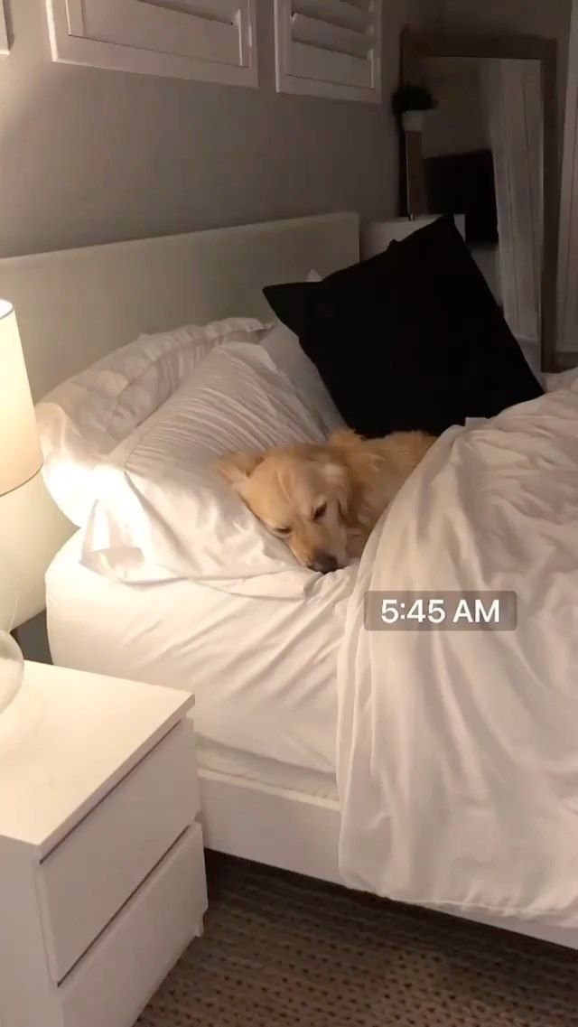 Dogs | Pets | Puppies on Instagram: “What is your Dogs | Pets | Puppies on Instagram: “What is your