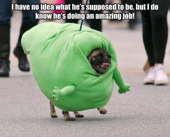 27 Boo Meme Cute Pugs Pugs Funny Pugs