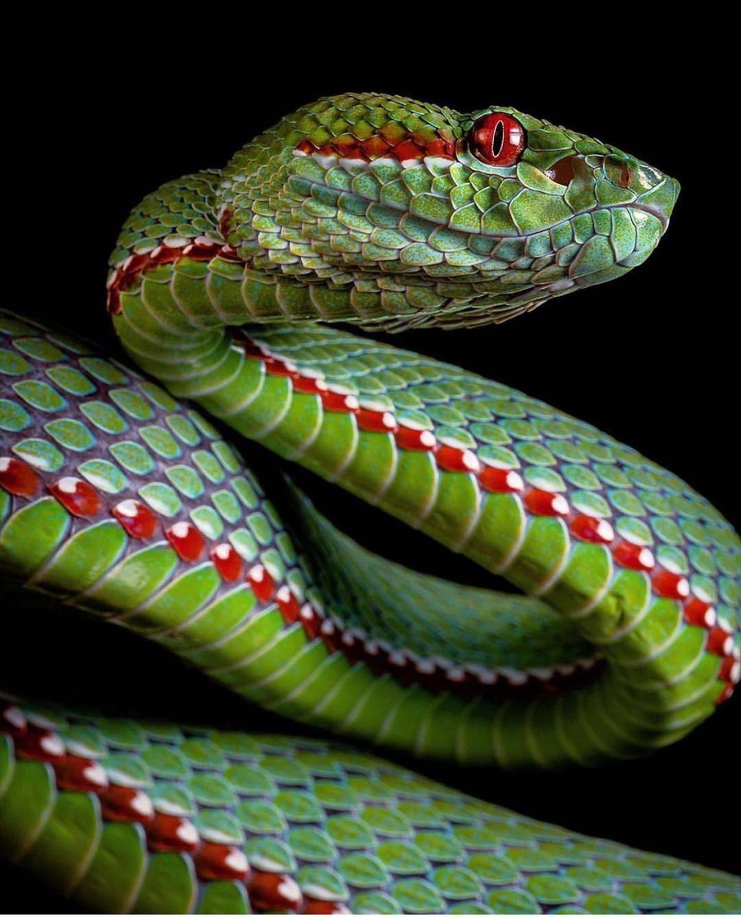 2,333 Likes, 6 Comments - 🐍Ꮗ Ꭷ Ꮢ Ꮭ Ꮄ ᎧᎦ Ꮥ Ꮑ Ꮧ Ꮶ Ꮛ Ꮥ🐍 (@world_of_snakes ...