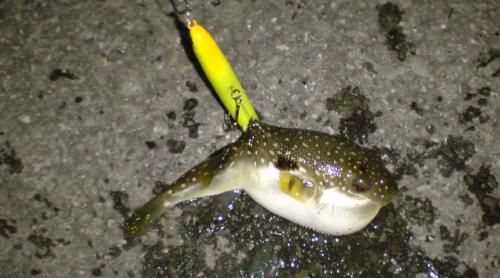 Fishing おしゃれまとめの人気アイデア Pinterest Nobuo Tsubouchi フグ Fishing おしゃれまとめの人気アイデア Pinterest Nobuo Tsubouchi フグ