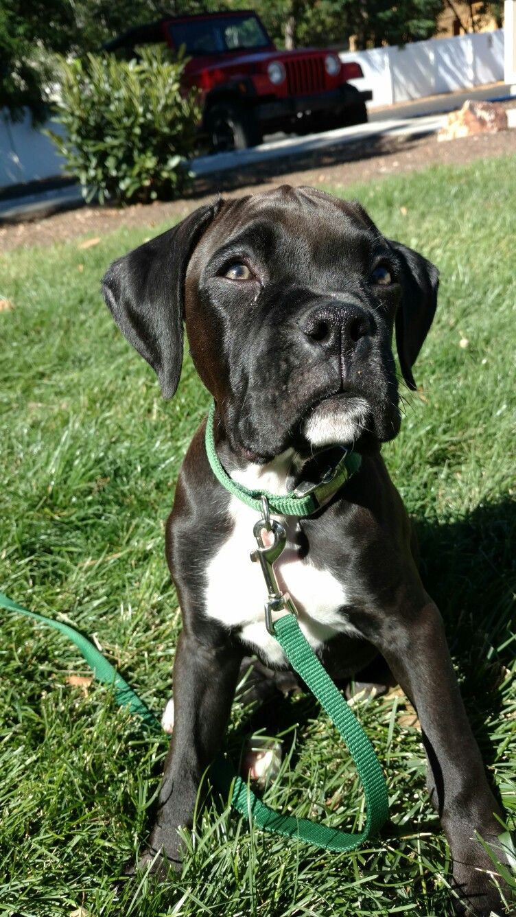 A Black And White Dog Sitting In The Grass A Black And White Dog Sitting In The Grass