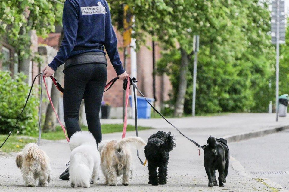 Why You Need To Hire A Local Pet Sitter To Walk Feed Your Dog Daily Why You Need To Hire A Local Pet Sitter To Walk Feed Your Dog Daily