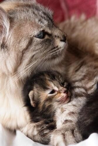 Log In Tumblr ペット 子猫 猫 親子 Log In Tumblr ペット 子猫 猫 親子