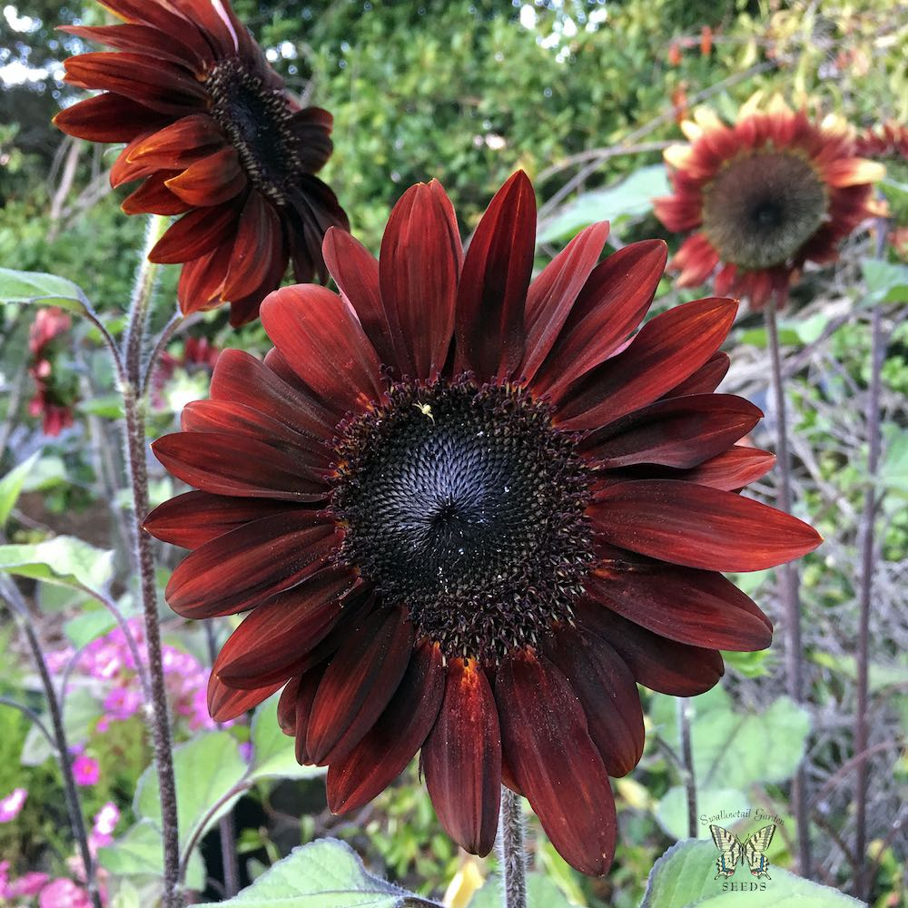 Moulin Rouge sunflower in 2020 Flower seeds, Sunflower