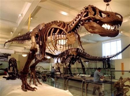 Healthcom2006 Org Natural History Museum Night At The Museum