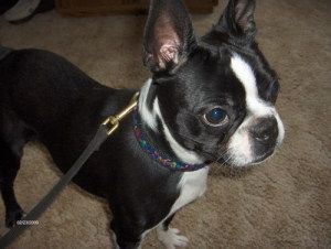 This is Buffy she's bonded with Buster and they need a
