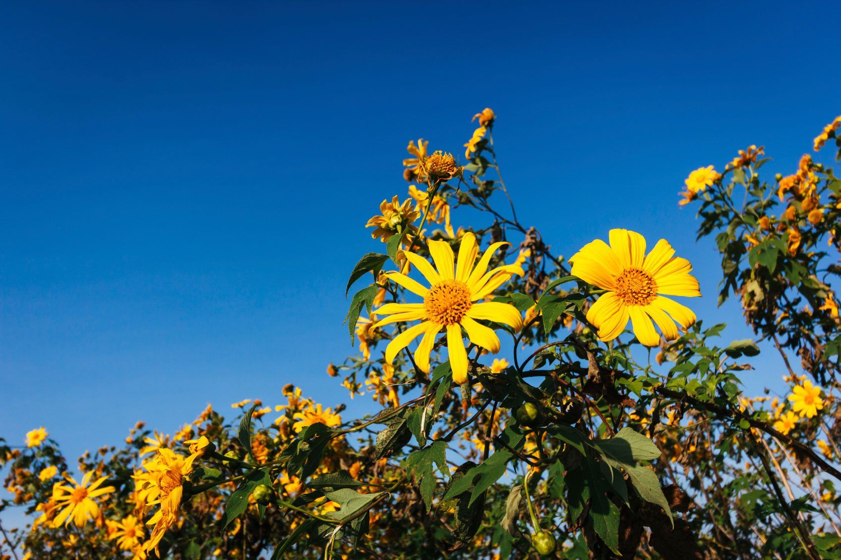 Planting Mexican Sunflower Learn How To Grow Mexican