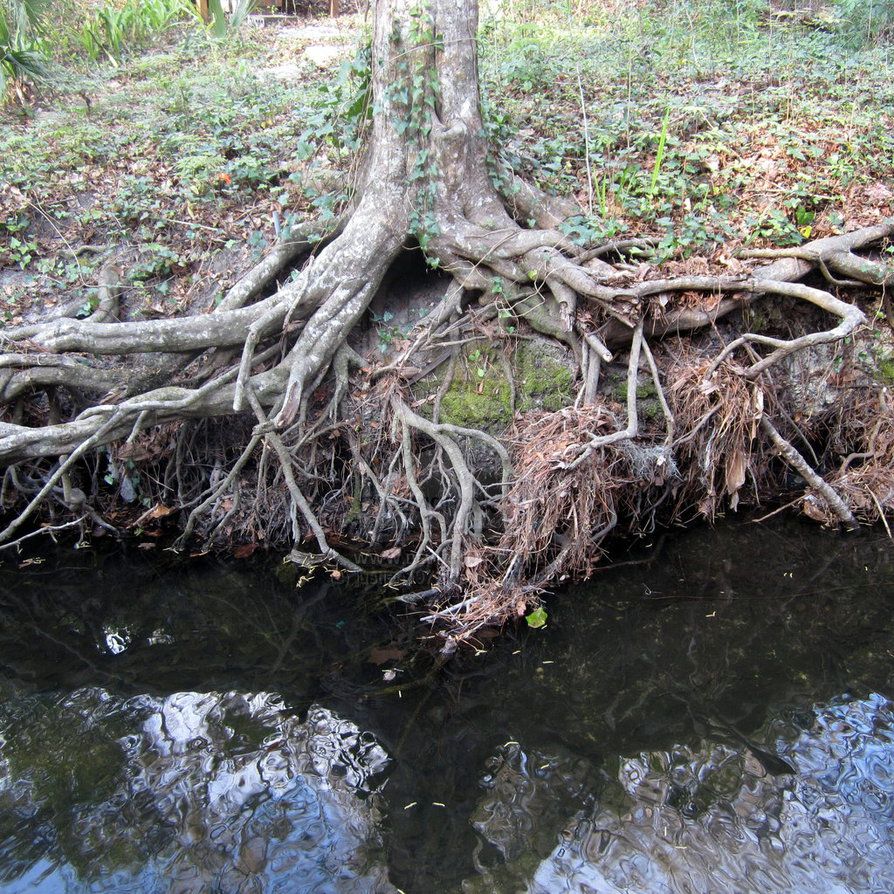 Roots and Water by justjen1978 on deviantART | Roots, Water, Photography