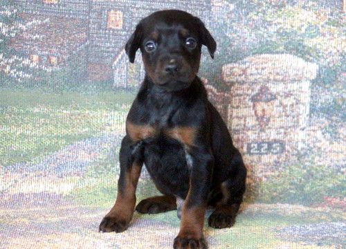 Doberman Pinscher Puppy For Sale In Mount Joy Pa Adn 54818 On