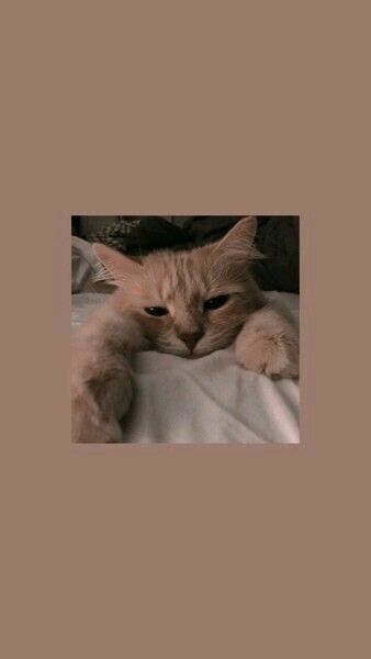 Iphone Wallpaper Animals 46 Fond D Ecran Dessin Fond D Ecran Colore Fond D Ecran Chat