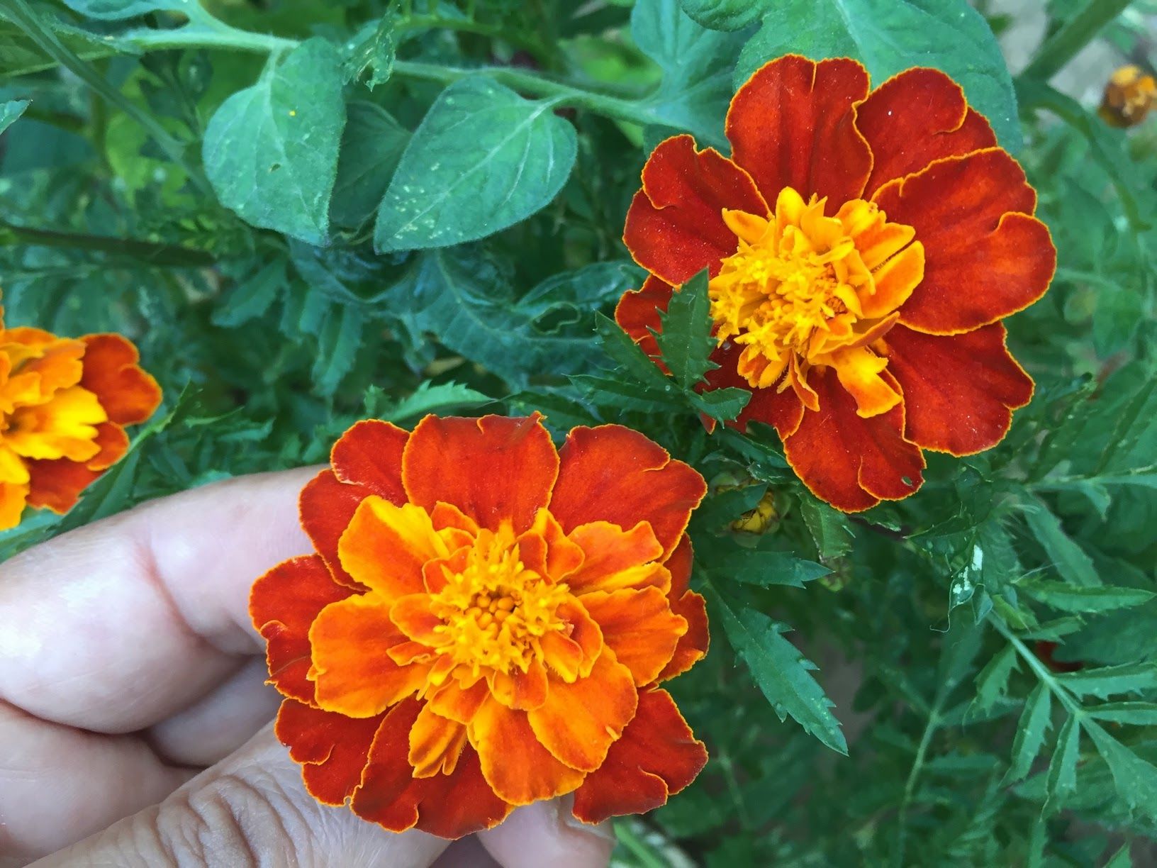Growing Hollyhocks, Growing Marigolds, Planting Marigolds, Chamomile Growing, Chamomile Plant, Papaya Plant, Papaya Tree, Organic Gardening, Gardening Tips