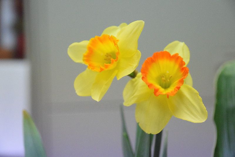 いけばなレッスン 自由花 ラッパ水仙 黒目柳 ドラセナ 水仙 花 ドラセナ いけばなレッスン 自由花 ラッパ水仙 黒目柳 ドラセナ 水仙 花 ドラセナ