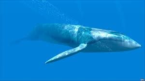 Blue whales are the largest mammals, and possibly the largest animal of any kind to have lived on Earth. A long, whale has been seen, but most are smaller than this. Blue Whale Pictures, Sea Whale, What A Beautiful World, Beautiful Things, Deep Blue Sea, Tonne, Large Animals, Nature Reserve, Sea Creatures