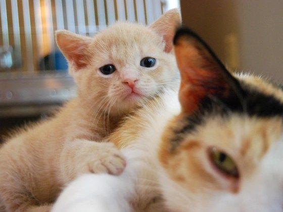 Cute Ginger Kitten Loves His Cat Mama 面白い猫の写真 猫 親子 猫 Cute Ginger Kitten Loves His Cat Mama 面白い猫の写真 猫 親子 猫