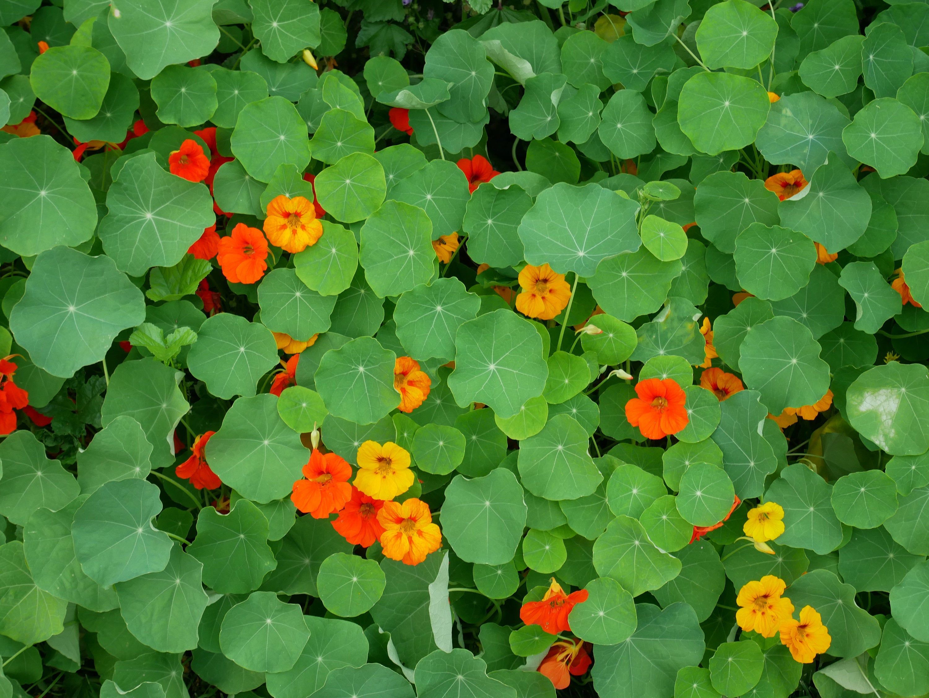 Nasturtium