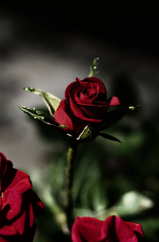 Bella Rosa Morada Rosas Flores Significado De La Rosa