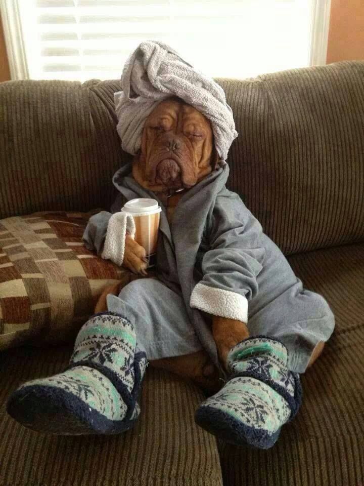 Been Working Like A Dog All Day Aaaand Relax Funny Dog