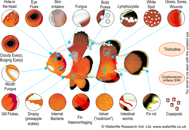 GO TO medicines to treat sick fish that you need to keep on hand! More on this at the link! Image: Waterlife Research https://www.reef2reef.com/threads/your-go-to-medicines-to-treat-sick-fish-that-you-keep-on-hand.912882/unread Saltwater Aquarium Setup, Saltwater Fish Tanks, Aquascape Aquarium, Marine Aquarium, Reef Aquarium, Marine Tank, Marine Fish, Beach Clean Up, Red Fish Blue Fish