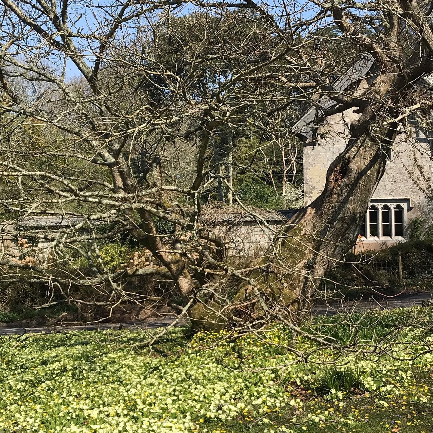 A Vision Of Quintessentiallyengland Distinctlyspring Extraordinary Sunshine The Promise Of Growth Regenerat In 2020 Things To Come Collective Consciousness Nature
