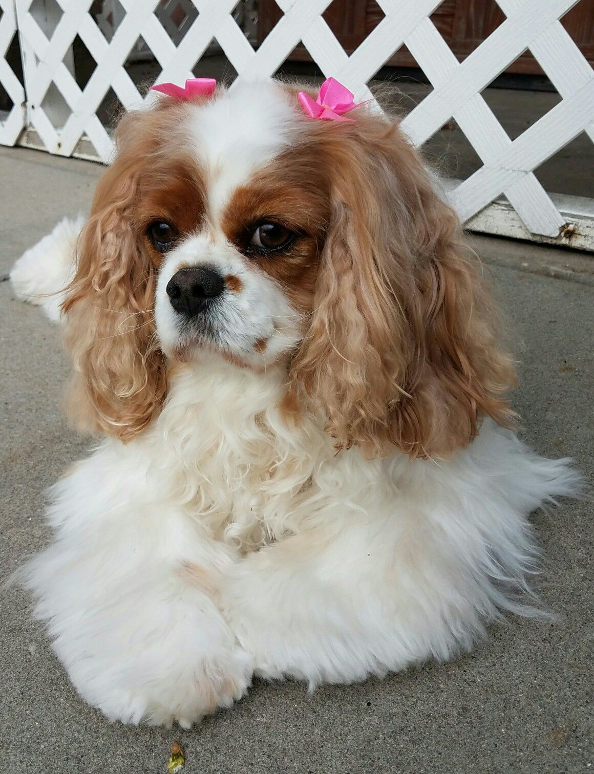 What A Pretty Girl Cavalier Puppy Cavalier King Charles King Charles Spaniel