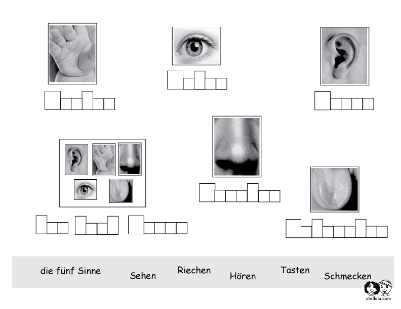 The Five Senses German Worksheet Deutsch lernen
