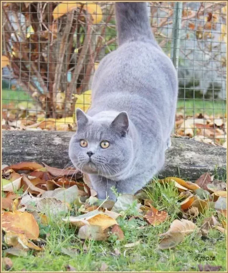 Di Blue Tortie Beauty British Shorthair Tortie Animals