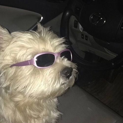 Pinterest Aleixginsta Fotos De Animales Graciosos Fotos pinterest-aleixginsta-fotos-de-animales-graciosos-fotos