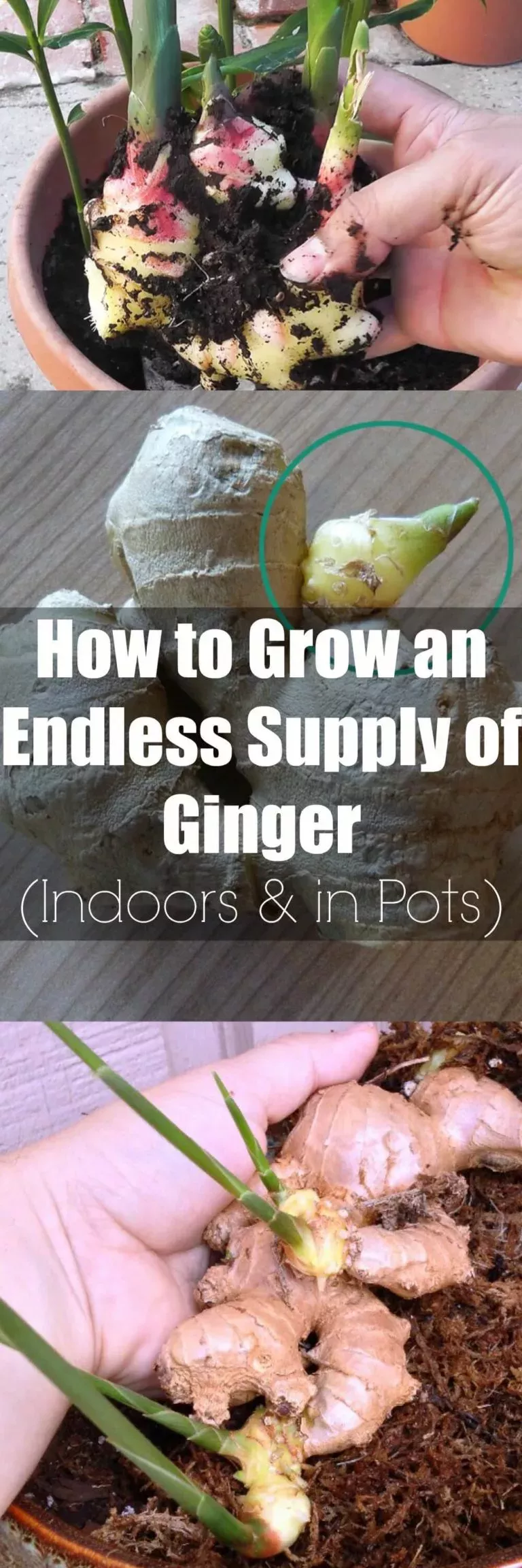 Charming How To Grow Basil From Seed Charming How To Grow Basil From Seed