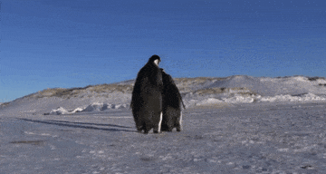 22 Reasons Why Penguins Are Hands Down The Best Animals On Earth コウテイペンギン 可愛い 動物 ペンギン 22 Reasons Why Penguins Are Hands Down The Best Animals On Earth コウテイペンギン 可愛い 動物 ペンギン