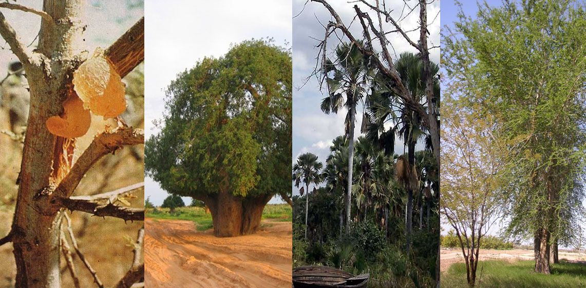 اشجار السودان Tree Plants Tree Trunk