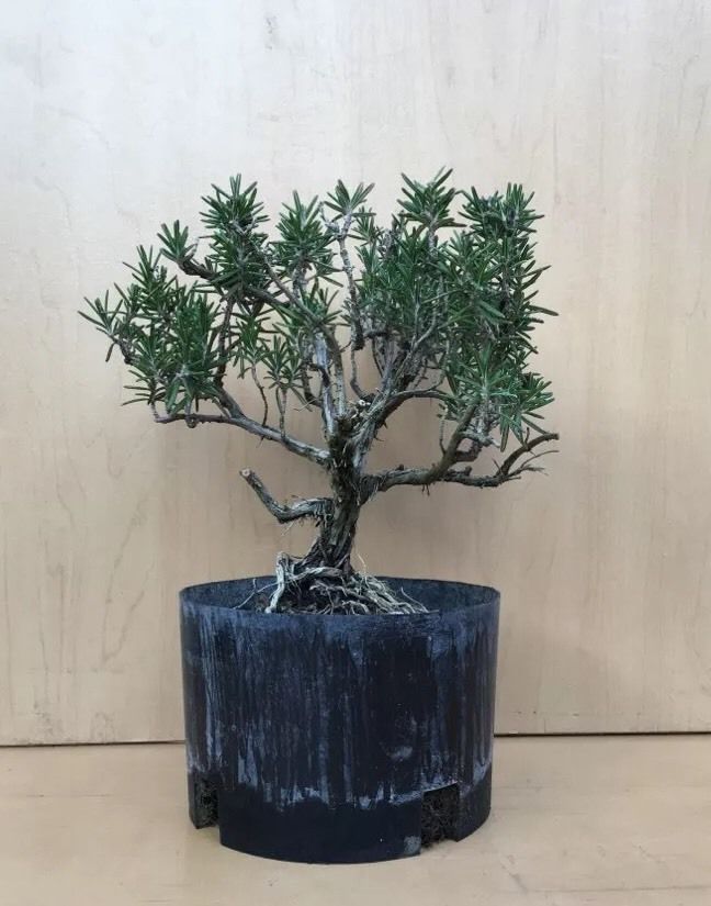 Rosemary Flowering Pre Bonsai Tree Evergreen Old Big Thick ...