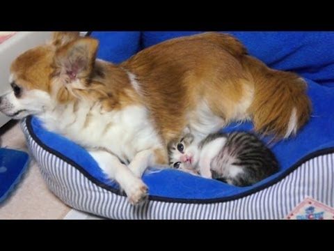Is There An Ebony And Ivory Animal Version Like Canine And Feline Live Together In Harmony No Not Quite 子猫 可愛すぎる動物 猫の愛
