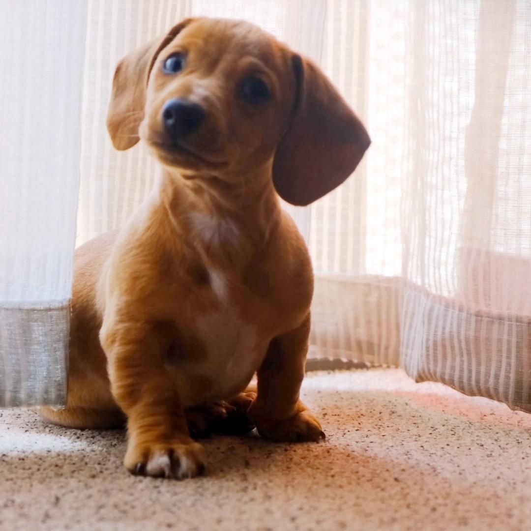 Hungarian Vizsla Puppies For Sale Carlisle Cumbria Pets4homes Vizsla Puppies For Sale Vizsla Puppies For Sale
