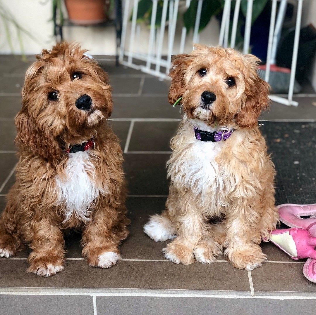 The Adorable Sisters Lexie And Zara Two Of Blue And Kevin S
